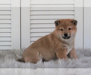 Shiba Inu Puppy for sale in FREDERICKSBURG, OH, USA