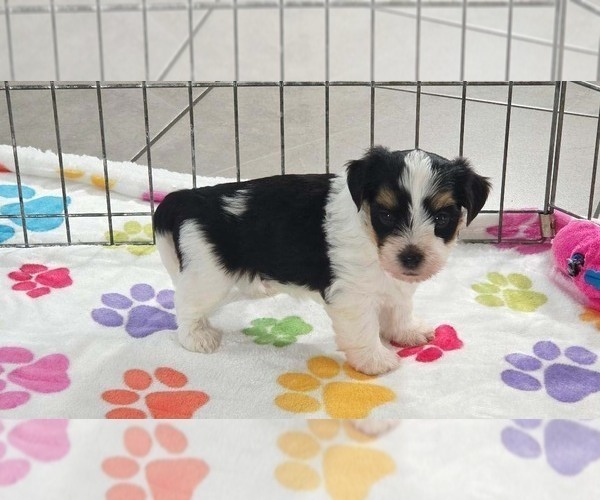 Medium Photo #6 Havashire Puppy For Sale in ORO VALLEY, AZ, USA