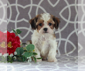 Medium Cavachon