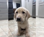 Small #8 Labrador Retriever