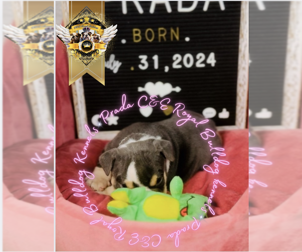 Medium Photo #41 English Bulldog Puppy For Sale in ATHENS, GA, USA