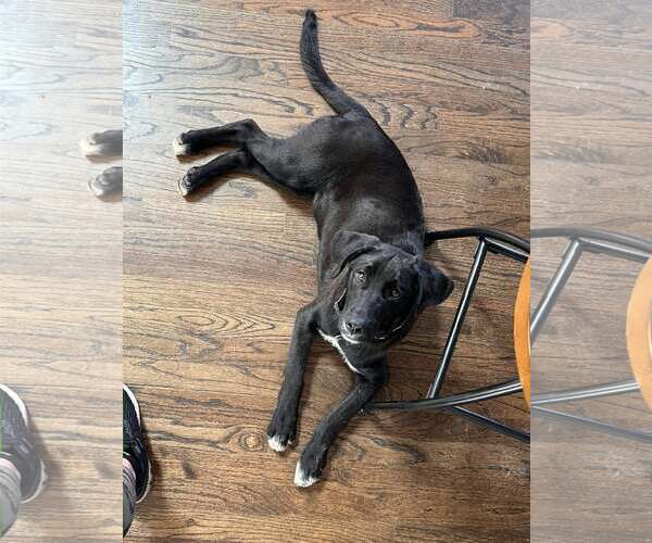 Medium Photo #1 Mutt Puppy For Sale in Plainfield, IL, USA