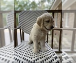 Small Photo #6 Goldendoodle Puppy For Sale in YOUNGSVILLE, NC, USA
