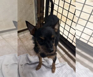 Lulu - Female Miniature Pinscher Dog for Adoption
