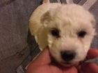 Small Photo #3 Bichon Frise Puppy For Sale in ALPHARETTA, GA, USA