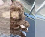 Small #14 Labradoodle