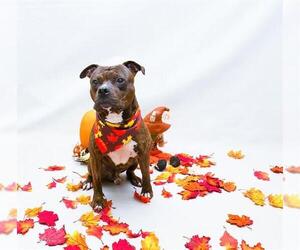 Mutt Dogs for adoption in Sanford, FL, USA