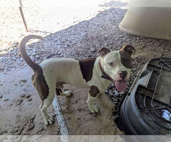 Medium Photo #2 Mutt Puppy For Sale in McCormick, SC, USA