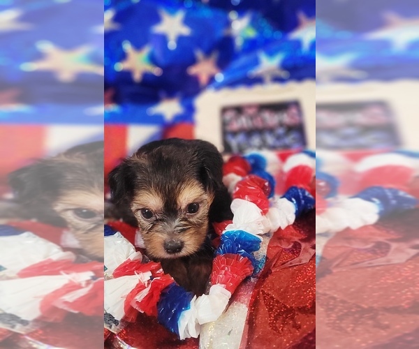 Medium Photo #73 Yorkshire Terrier Puppy For Sale in AKRON, OH, USA