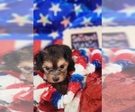 Small #3 Yorkshire Terrier