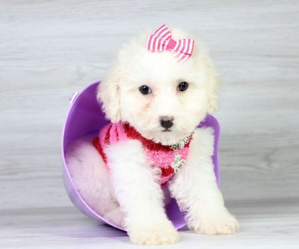 Medium Photo #22 Maltipoo Puppy For Sale in LAS VEGAS, NV, USA