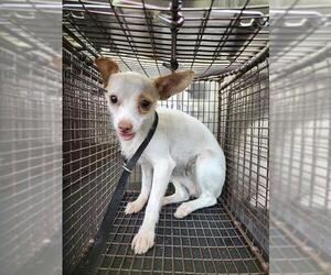 Chihuahua-Unknown Mix Dogs for adoption in San Antonio, TX, USA