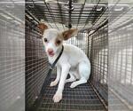 Small Chihuahua Mix