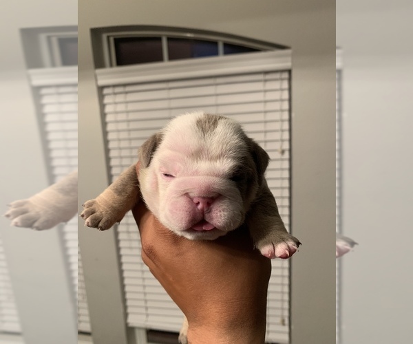 Medium Photo #2 Bulldog Puppy For Sale in FORT WORTH, TX, USA