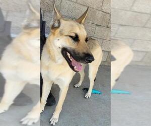 German Shepherd Dog Dogs for adoption in Santa Maria, CA, USA