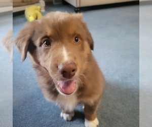 Australian Shepherd Puppy for sale in OAK RIDGE, MO, USA
