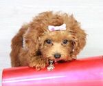 Small Photo #17 Poodle (Miniature) Puppy For Sale in LAS VEGAS, NV, USA