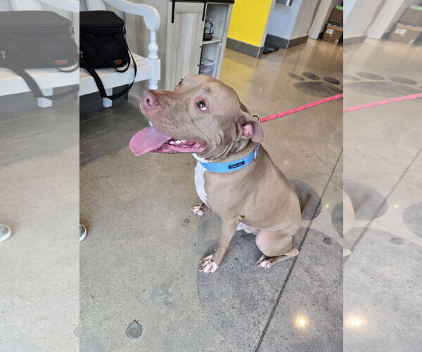 Medium Photo #4 American Staffordshire Terrier Puppy For Sale in Rosenberg, TX, USA