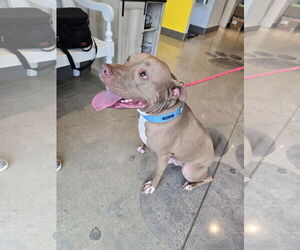 Chester - Male American Staffordshire Terrier Dog for Adoption - Photo #4