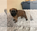 Small Photo #10 Soft Coated Wheaten Terrier Puppy For Sale in SAN DIEGO, CA, USA