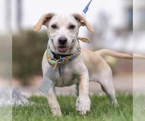 Gardenia (Bloom Pup) - Male Chihuahua-Colonial Cocker Spaniel Mix Dog for Adoption - Photo #25
