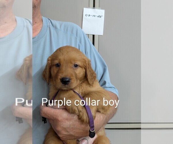 Medium Photo #8 Golden Retriever Puppy For Sale in BRADFORD, OH, USA