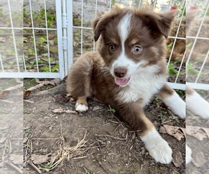 Medium Miniature Australian Shepherd