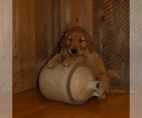 Medium Photo #1 Golden Retriever Puppy For Sale in WOLCOTT, VT, USA