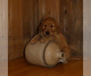 Medium Golden Retriever