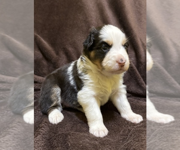 Medium Photo #18 Australian Shepherd Puppy For Sale in EUSTIS, FL, USA