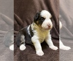 Small Photo #18 Australian Shepherd Puppy For Sale in EUSTIS, FL, USA