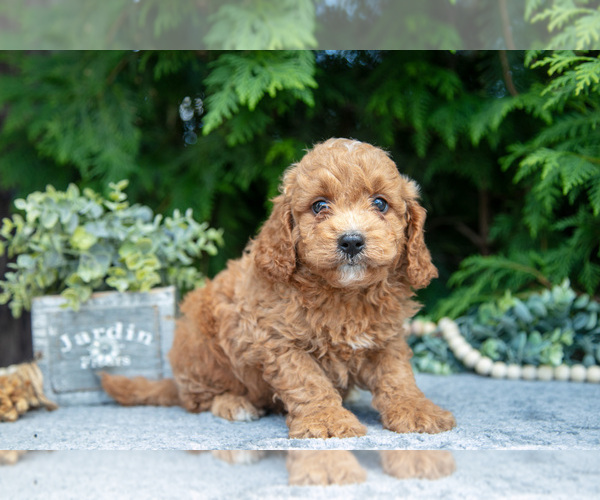Medium Photo #1 Cavapoo Puppy For Sale in KIRKWOOD, PA, USA