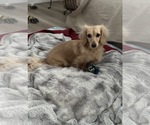 Small Photo #1 Dachshund Puppy For Sale in AYLETT, VA, USA