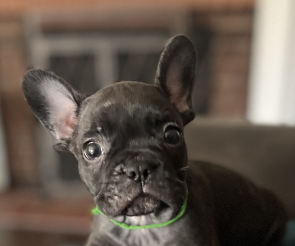 Medium Photo #1 French Bulldog Puppy For Sale in STOCKTON, CA, USA
