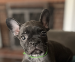 Puppy Puppy 3 Paris French Bulldog