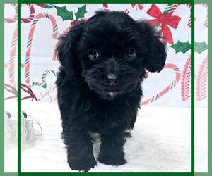 YorkiePoo Puppy for sale in TAYLOR, TX, USA