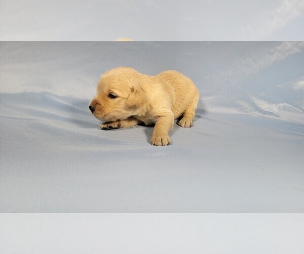 Medium Photo #39 Golden Retriever Puppy For Sale in BLACK FOREST, CO, USA