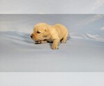 Small #9 Golden Retriever