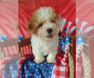 Cavachon Puppy for sale in PARKER, PA, USA