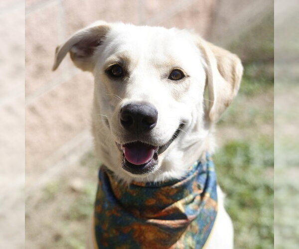 Medium Photo #1 Labrador Retriever-Unknown Mix Puppy For Sale in San Antonio, TX, USA