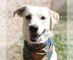 Small Labrador Retriever Mix