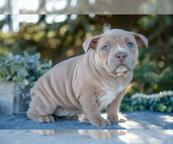 Medium Photo #1 American Bully Puppy For Sale in TOPEKA, IN, USA