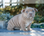 Puppy Haven American Bully