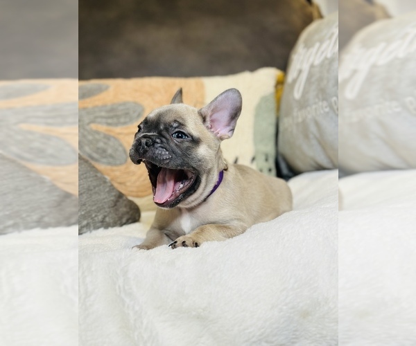 Medium Photo #1 French Bulldog Puppy For Sale in MISSION HILLS, CA, USA