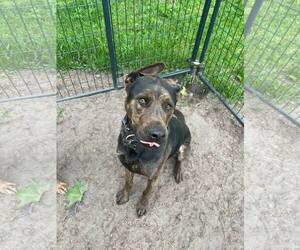 American Pit Bull Terrier-Unknown Mix Dogs for adoption in Holly Springs, NC, USA