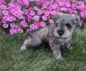 Schnauzer (Miniature) Puppy for sale in GOSHEN, IN, USA