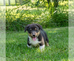 Small Photo #10 Pembroke Welsh Corgi Puppy For Sale in NEW DOUGLAS, IL, USA