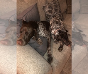 Father of the German Shorthaired Pointer puppies born on 09/26/2021