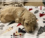 Small Photo #3 Goldendoodle Puppy For Sale in COVINGTON, GA, USA