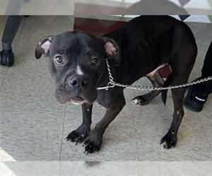 American Pit Bull Terrier Dogs for adoption in Plano, TX, USA